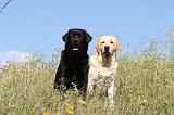LABRADOR 398